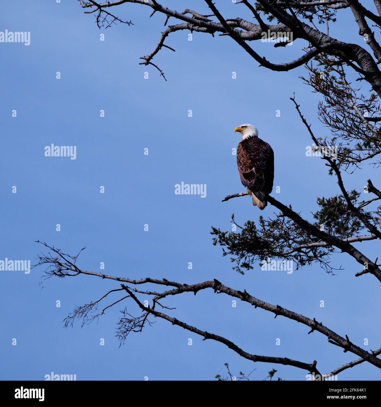 L'aigle à tête blanche perché en hauteur dans un belvédère garde un œil vigilant sur son environnement. White Rock, C.-B., Canada Banque D'Images