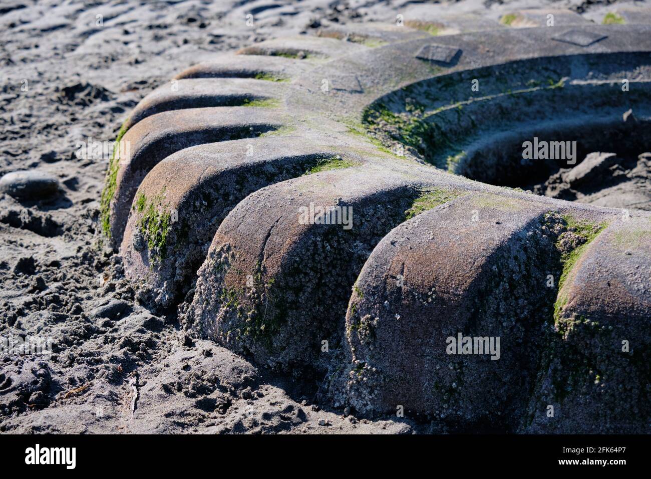 Les vieux pneus exposés à marée basse deviennent lentement la maison de diverses plantes et animaux d'eau salée. Banque D'Images