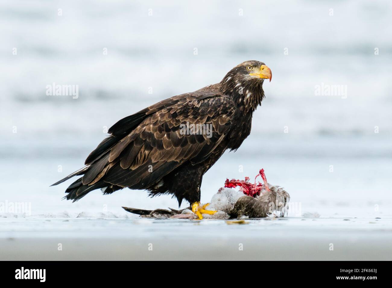 Vue rapprochée d'un aigle à tête blanche mangeant un mouette sur la plage Banque D'Images