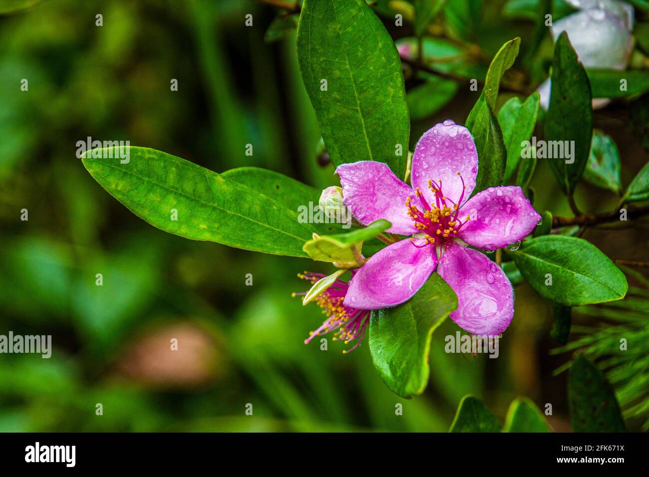 Fleurs de myrte de près en été Banque D'Images