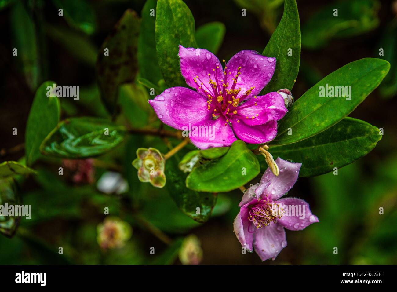 Fleurs de myrte de près en été Banque D'Images