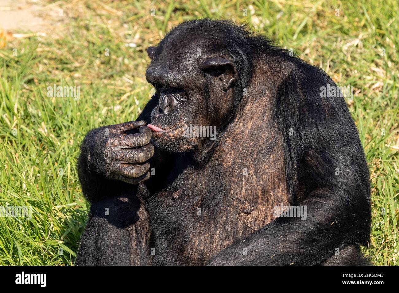 Chimpanzee captive au zoo de Sydney Banque D'Images