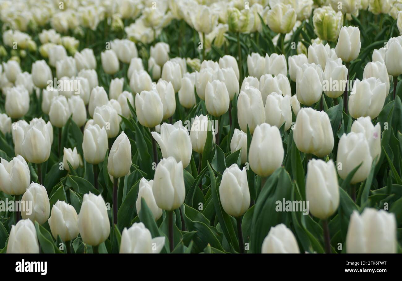 Belle étendue de fleurs de tulipe blanche à pleine fleur dans Le ressort  Photo Stock - Alamy