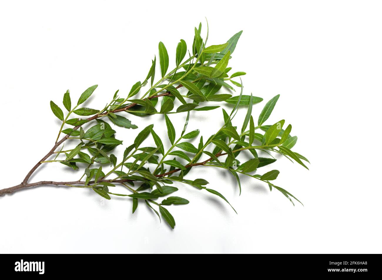 Gros plan d'une belle branche coupée avec des feuilles vertes de pistachio sur fond blanc. Élagage de branches ou sélection de plantes. Verts pour décorer bo Banque D'Images