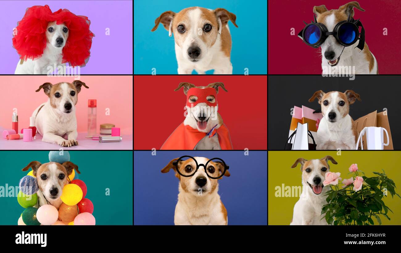 Collage de vidéos avec des chiens drôles parlant les uns aux autres en ligne sous la forme d'un appel. Jack russells drôle, chacun avec leur propre Vibe en vidéo en ligne ch Banque D'Images