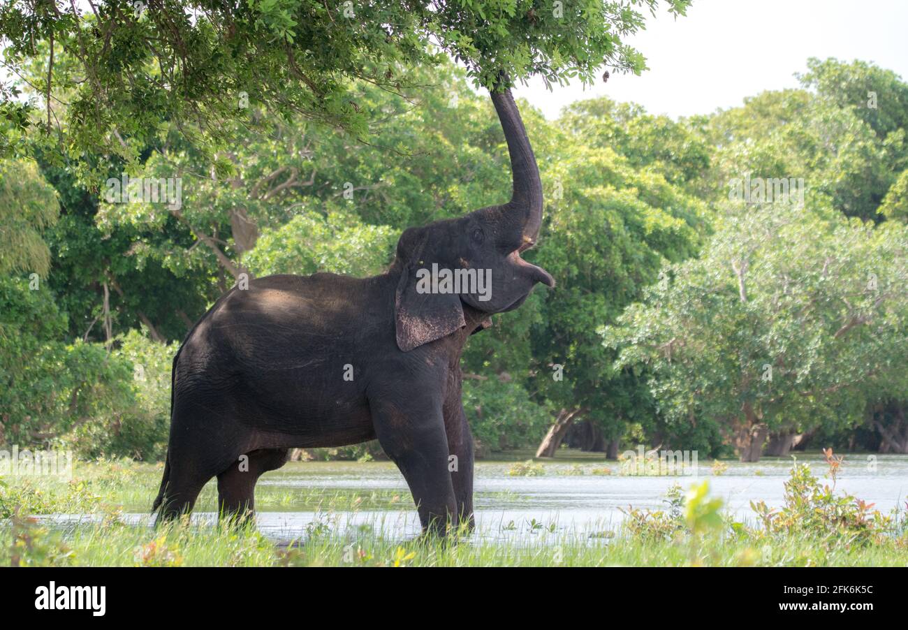 Sri Lanka Beauté Banque D'Images