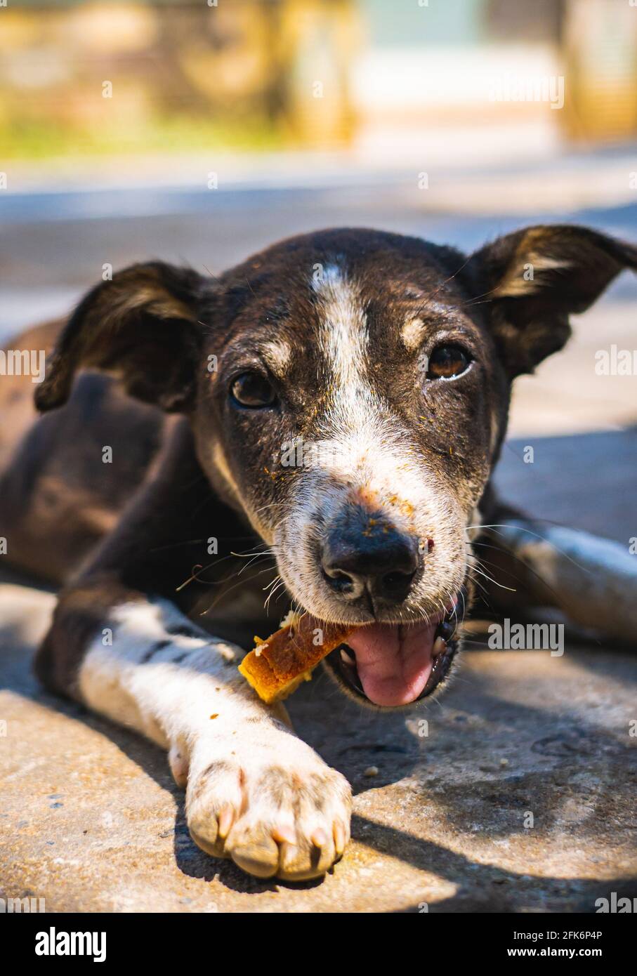 Un chien errant affamé mangeant un morceau de pain. Banque D'Images