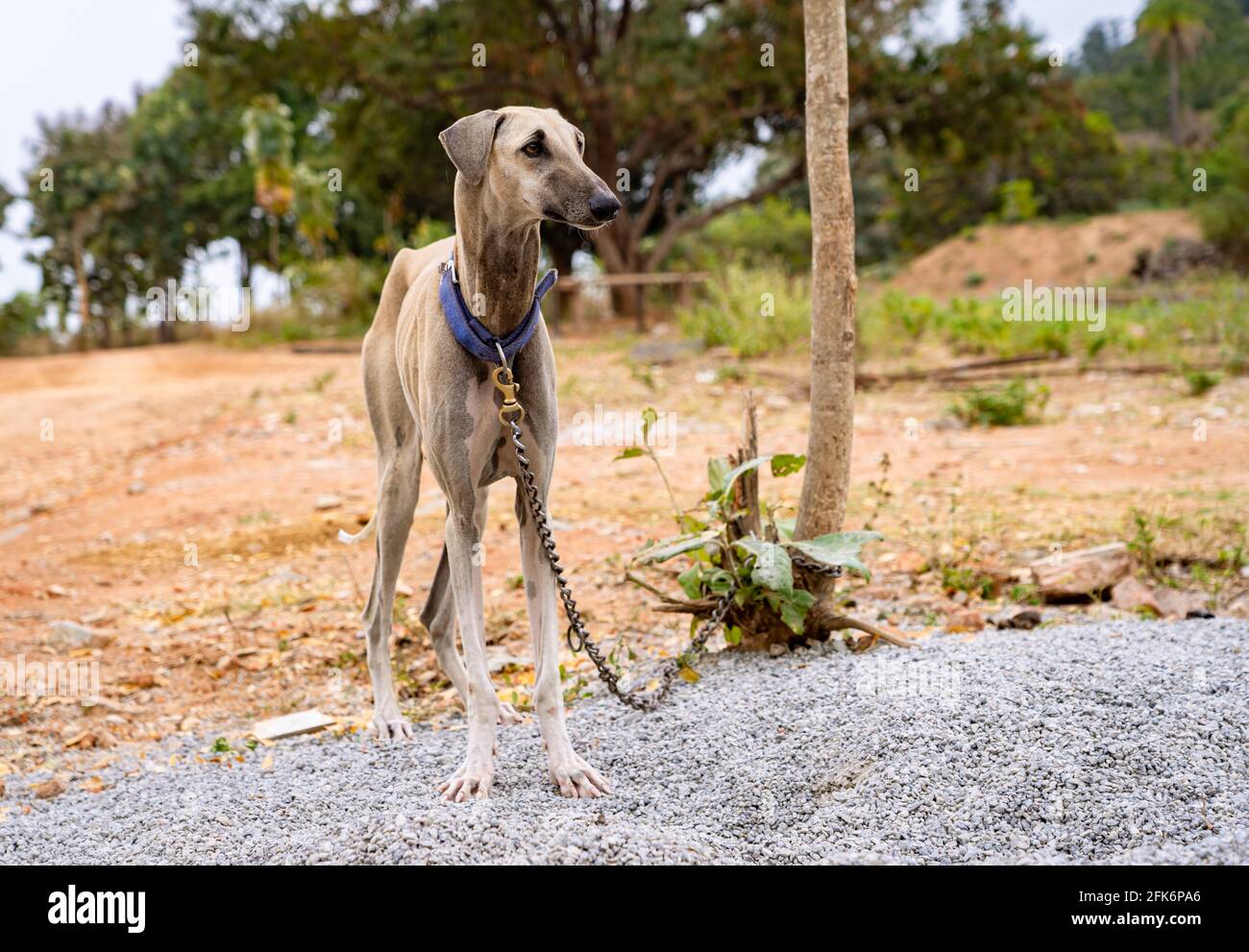 Le chien de chasse fantôme indien ou Rajapalayam est un grand chien de chasse trouvé à Tamil Nadu, en Inde. Ce sont d'excellents chiens de garde. Banque D'Images