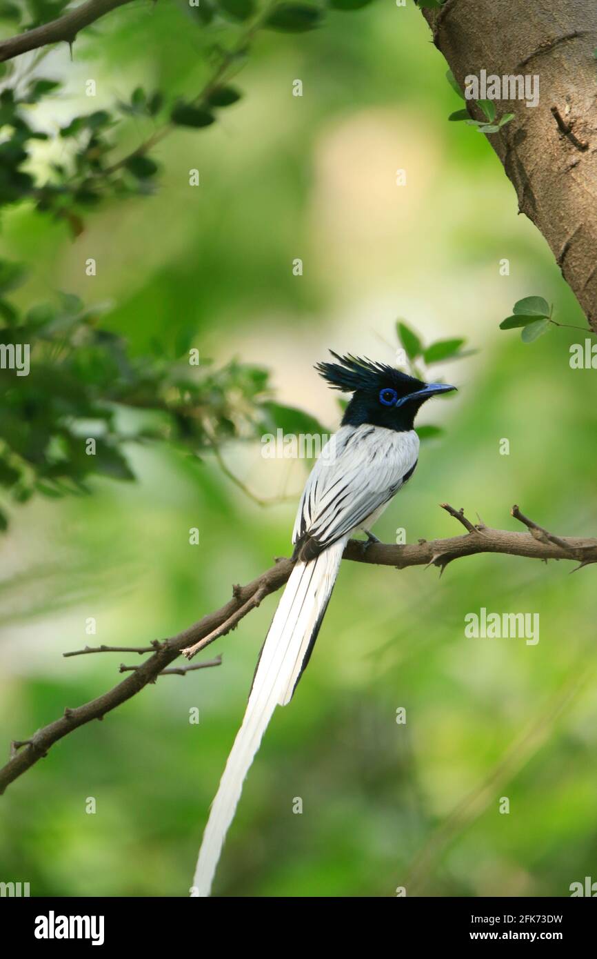 Flycatcher de paradis indien ou flycatcher de paradis asiatique (Terpsiphone paradisi) assis sur une branche avec un beau vert flou premier plan et arrière-plan Banque D'Images