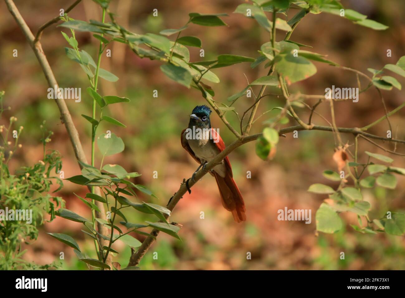 Flycatcher de paradis indien ou flycatcher de paradis asiatique (Terpsiphone paradisi) assis sur une branche avec un beau vert flou premier plan et arrière-plan Banque D'Images