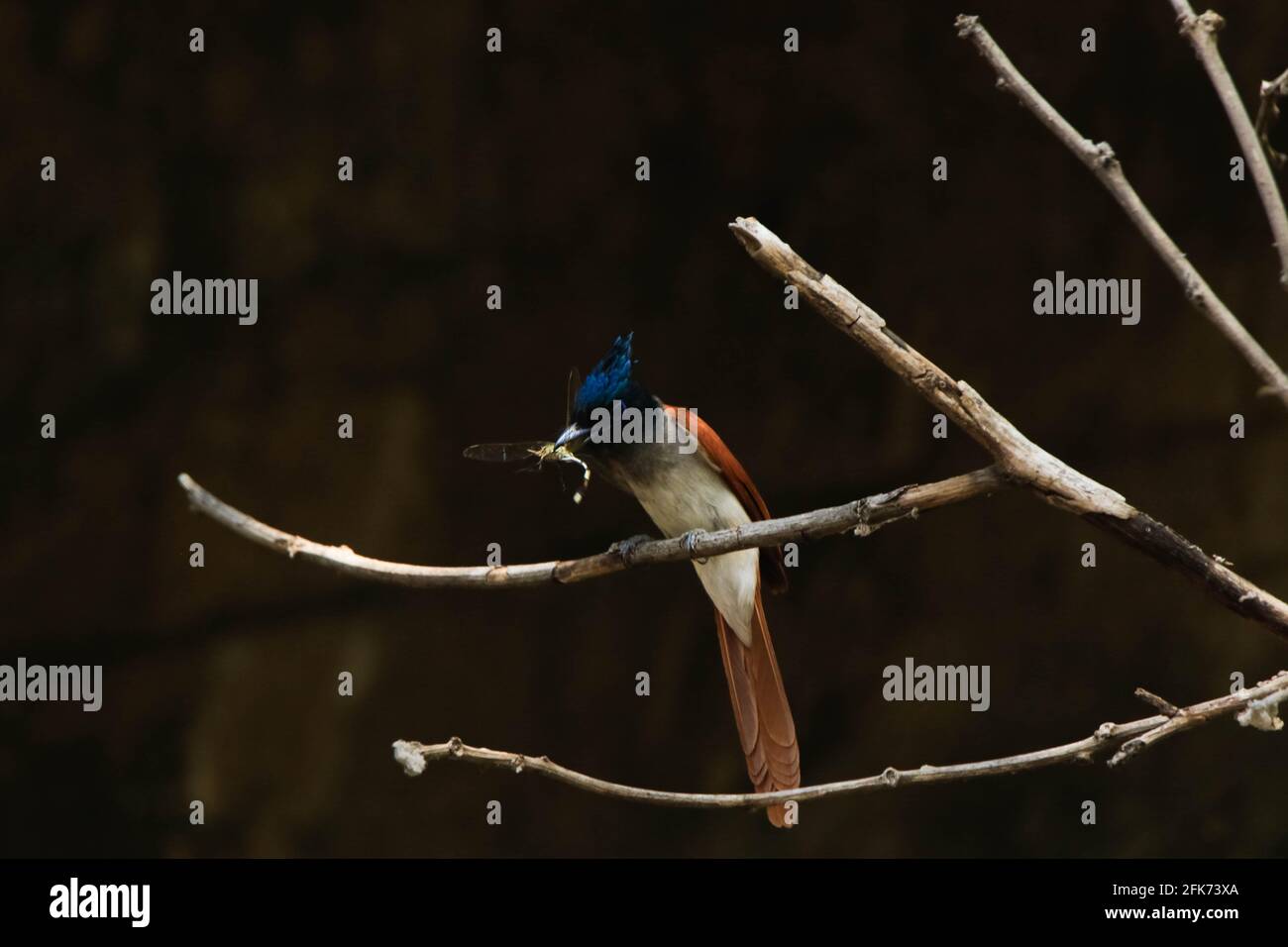 femelle de l'indian Paradise Flycatcher (Terpsiphone paradisi) avec une proie de libellule, oiseau d'orange Banque D'Images