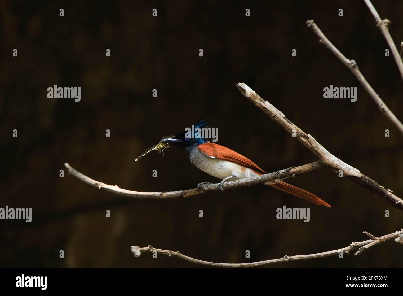 femelle de l'indian Paradise Flycatcher (Terpsiphone paradisi) avec une proie de libellule, oiseau d'orange Banque D'Images