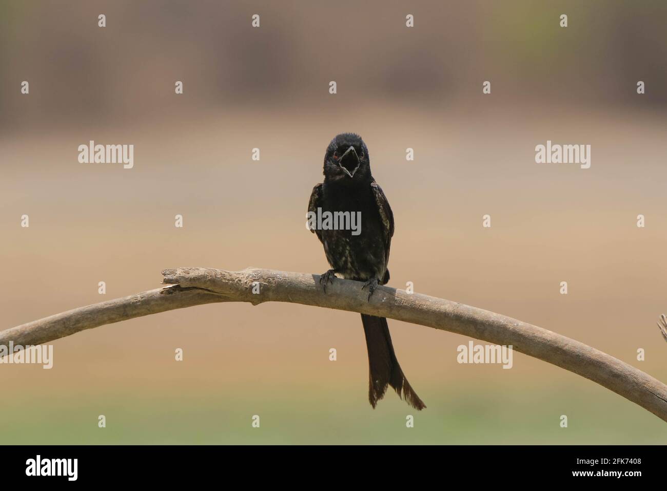 Le drongo noir ou le Dicrurus macrocercus est un oiseau noir qui est assis sur une branche avec un arrière-plan flou Banque D'Images