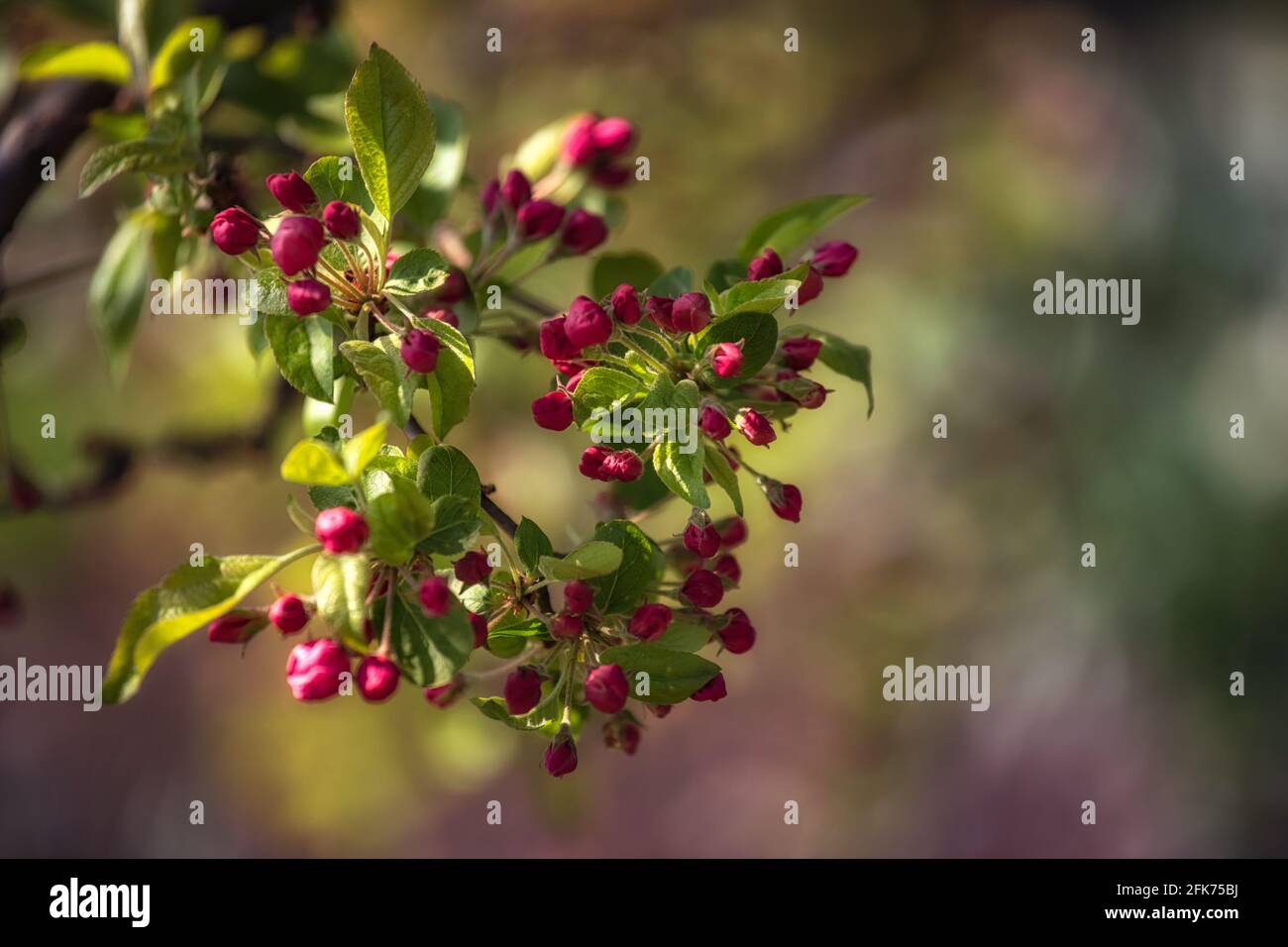 Gros plan des boutons de fleurs de la pomme de crabe Malus non ouverts « Evereste » au printemps au Royaume-Uni Banque D'Images