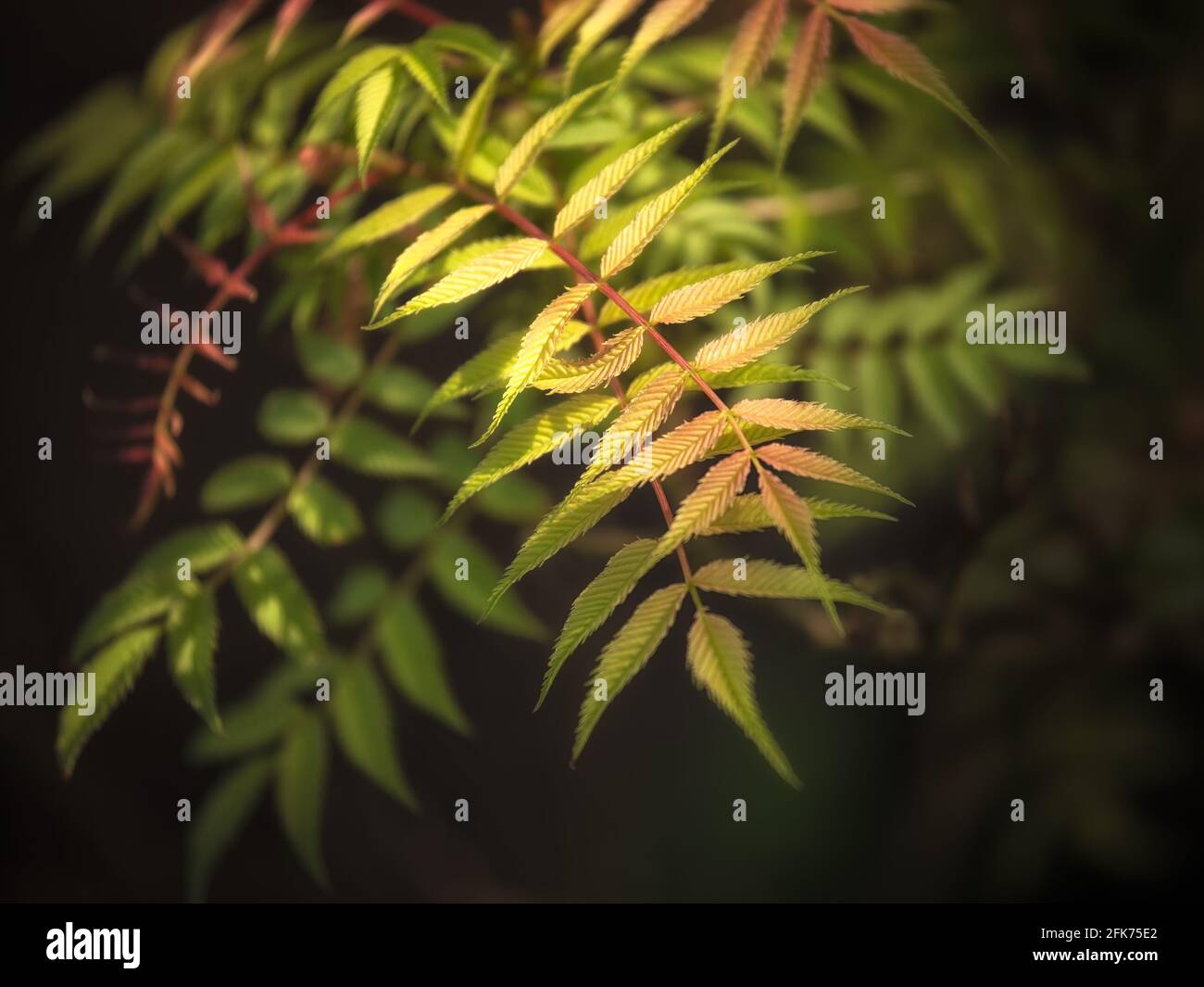 Gros plan des feuilles innées de Sorbaria sorbifolia 'Sem' dans Printemps au Royaume-Uni Banque D'Images