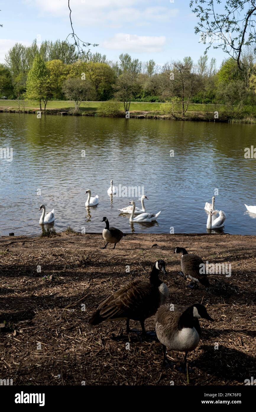 Cygnes et oies dans le parc régional de Arrow Valley au printemps, Redditch, Worcestershire, Angleterre, Royaume-Uni Banque D'Images