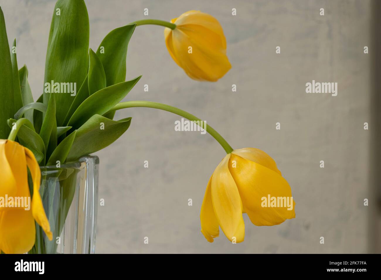 Gros plan bouquet de tulipes jaunes sur fond texturé gris. Tulipes jaunes en fondu sur fond gris dans un vase transparent. Mise au point douce Banque D'Images