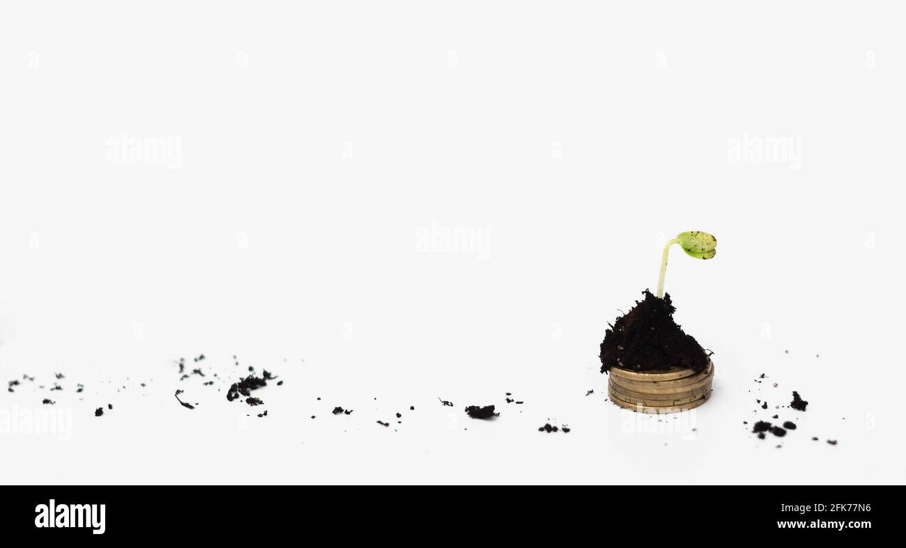 Un concombre pousse sur une pile de pièces de fer. Espace pour écrire Banque D'Images