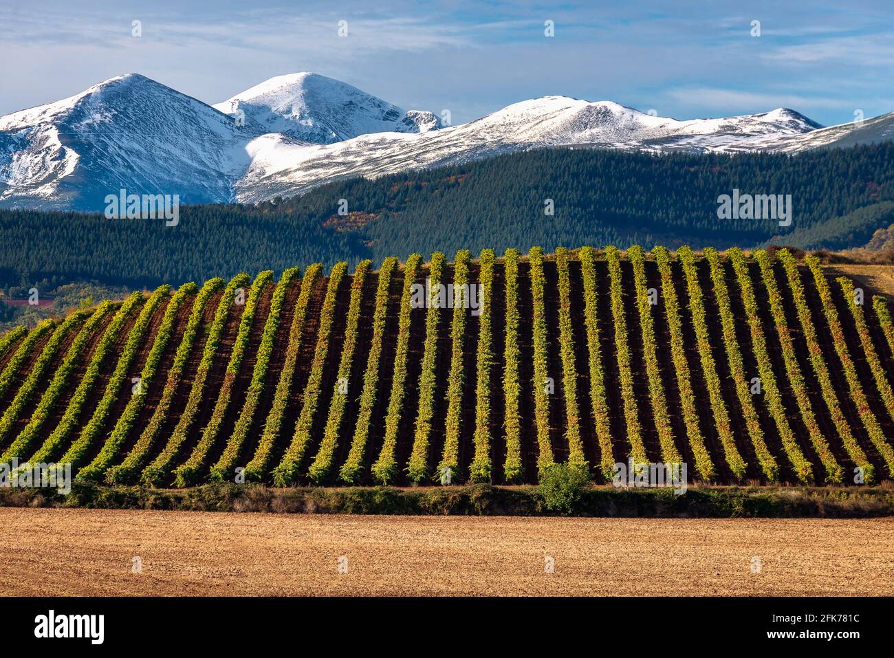 Vignobles avec montagne San Lorenzo comme arrière-plan, la Rioja, Espagne Banque D'Images