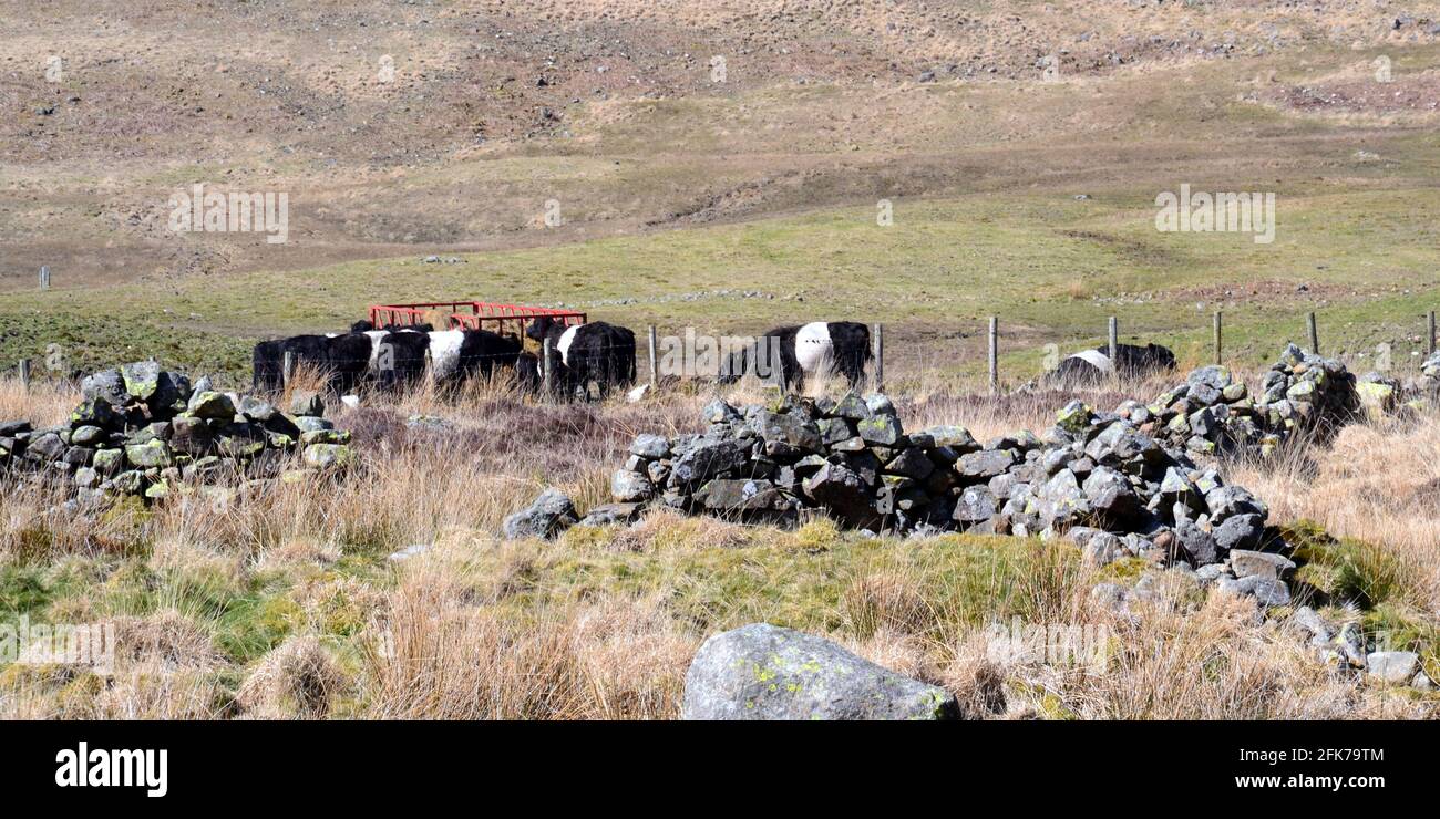 Ferme de Black Hall à Cockley Beck, Duddon Valley, Cumbria, Royaume-Uni; vaches en champ. Banque D'Images