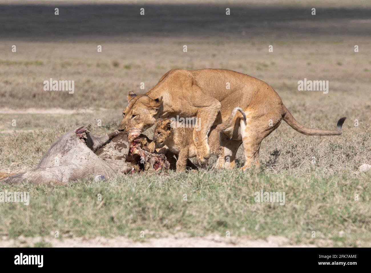 Mère lion et cub se nourrissant d'un buffle tuent ensemble, parc national du lac Nakuru, Kenya Banque D'Images