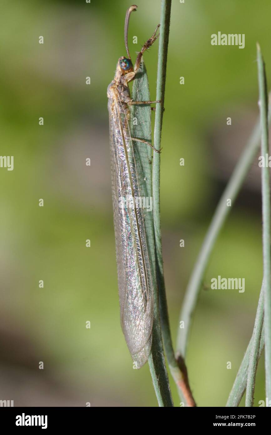 Antlion sur une plante. Antlions (famille Myrmeleontidae) sont des insectes volants qui appartiennent à la même famille que les chrysopes. Leurs larves sont predat vorace Banque D'Images