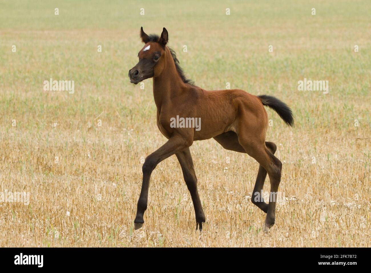 Châtaignier Arabian Foal le cheval arabe ou arabe est une race de cheval originaire de la péninsule arabique. Avec une forme de tête distinctive et un t haut Banque D'Images