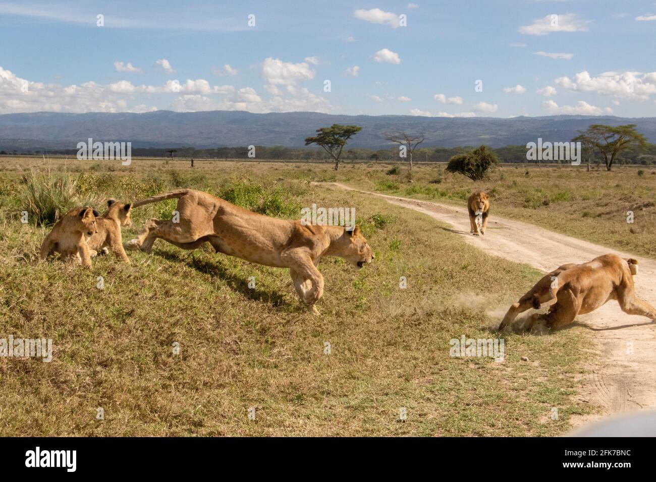 Mama lion chassant une femme rivale lion loin. Homme approche8ng lion et petits regardant sur. Parc national du lac Nakuru, Kenya Banque D'Images