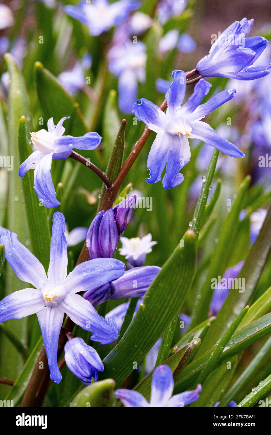 Gros plan de magnifiques fleurs de la gloire de la neige dans un jardin Banque D'Images