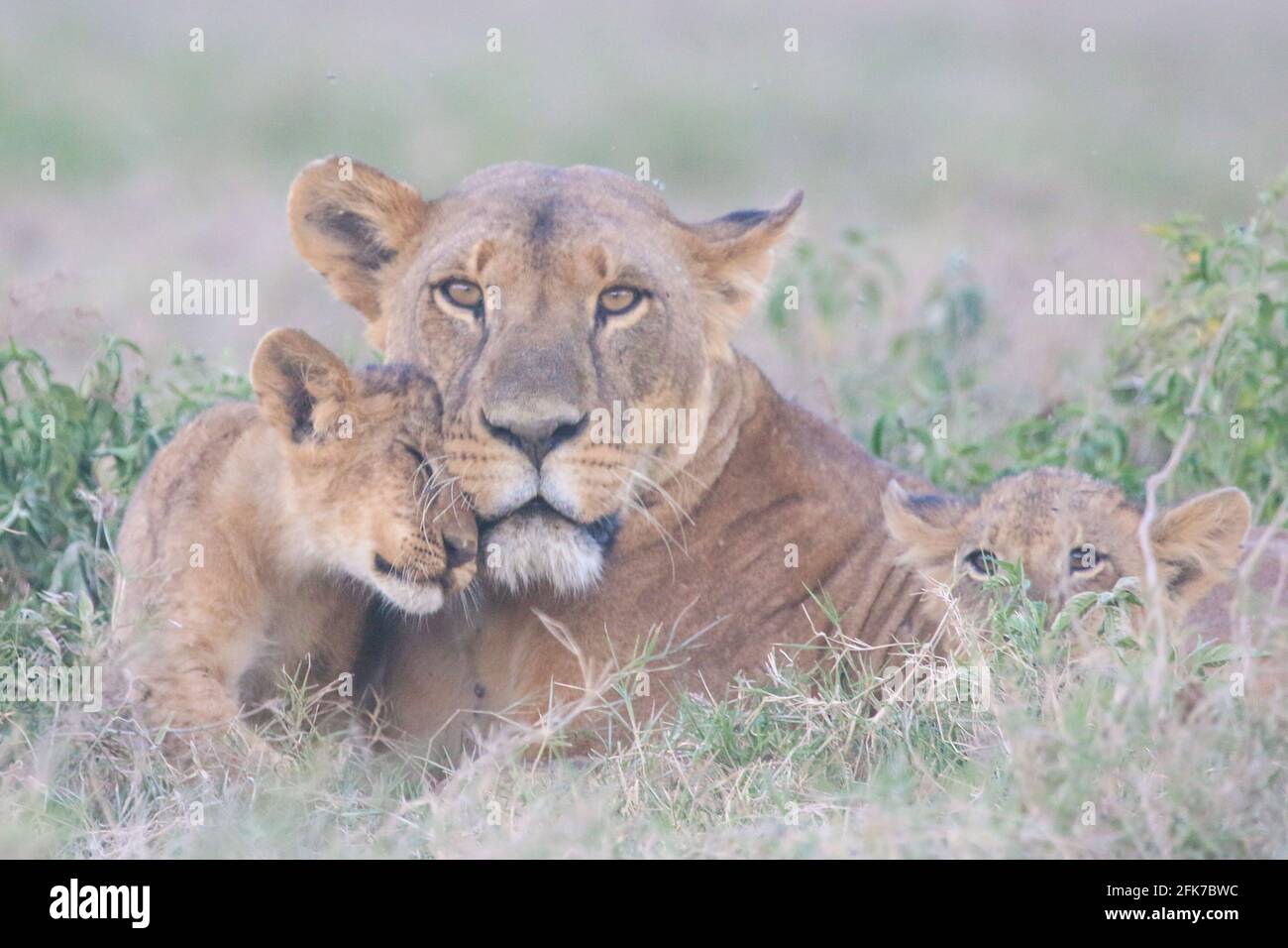 Mère lion et deux petits câlins. Parc national du lac Nakuru, Kenya Banque D'Images