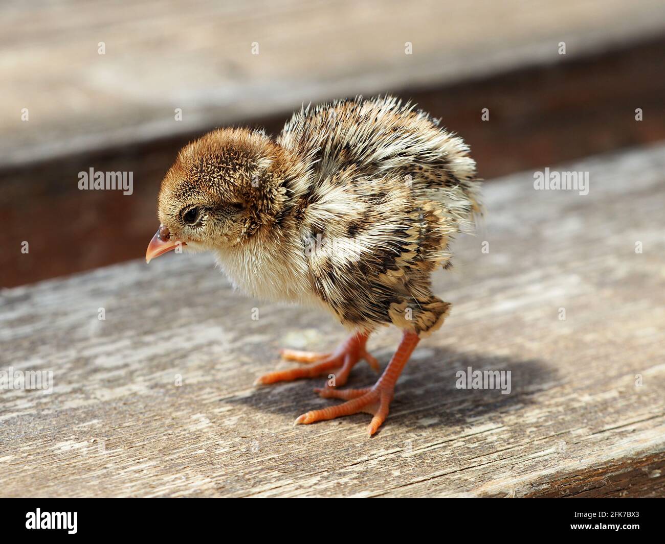 Petit poussin Alectoris chukar sur un banc en bois. Banque D'Images