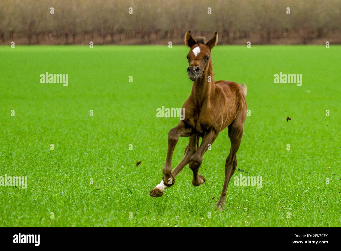 Châtaignier Arabian Foal le cheval arabe ou arabe est une race de cheval originaire de la péninsule arabique. Avec une forme de tête distinctive et un t haut Banque D'Images