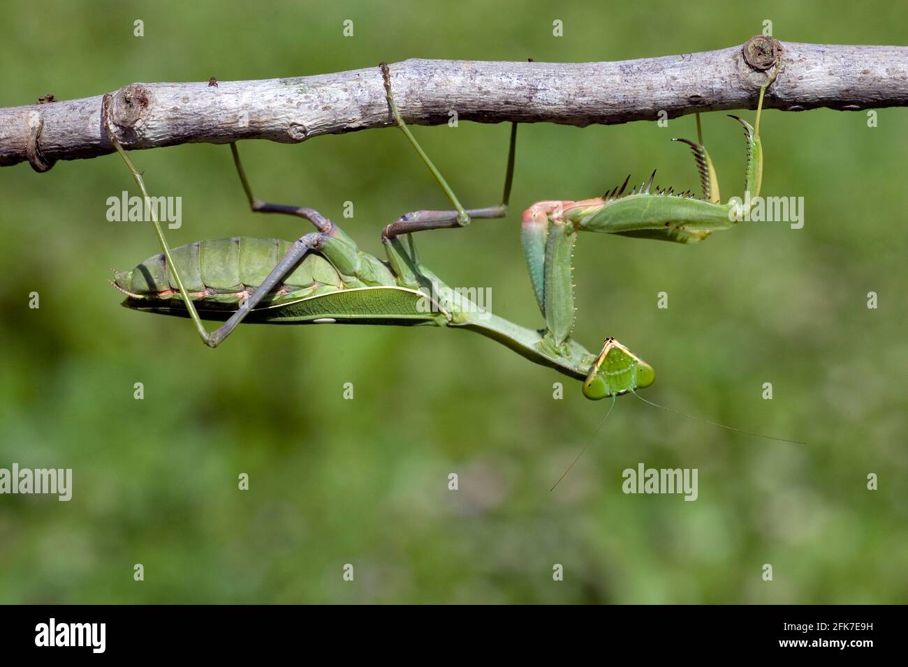 Sphodromantis viridis est une espèce de mantis priant qui est conservée dans le monde entier comme animal de compagnie. Ses noms communs incluent Green Mantis, African Mantis, le géant Afr Banque D'Images