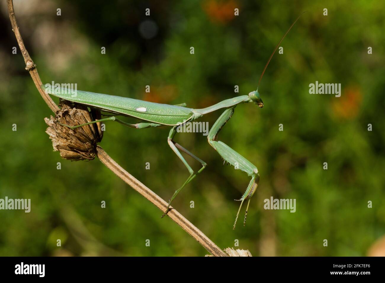 Sphodromantis viridis est une espèce de mantis priant qui est conservée dans le monde entier comme animal de compagnie. Ses noms communs incluent Green Mantis, African Mantis, le géant Afr Banque D'Images