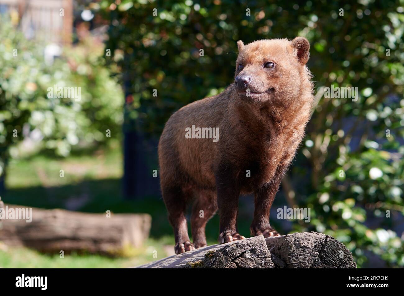 Chiens forestiers (Speothos venaticus) prédateurs des terres canines Banque D'Images