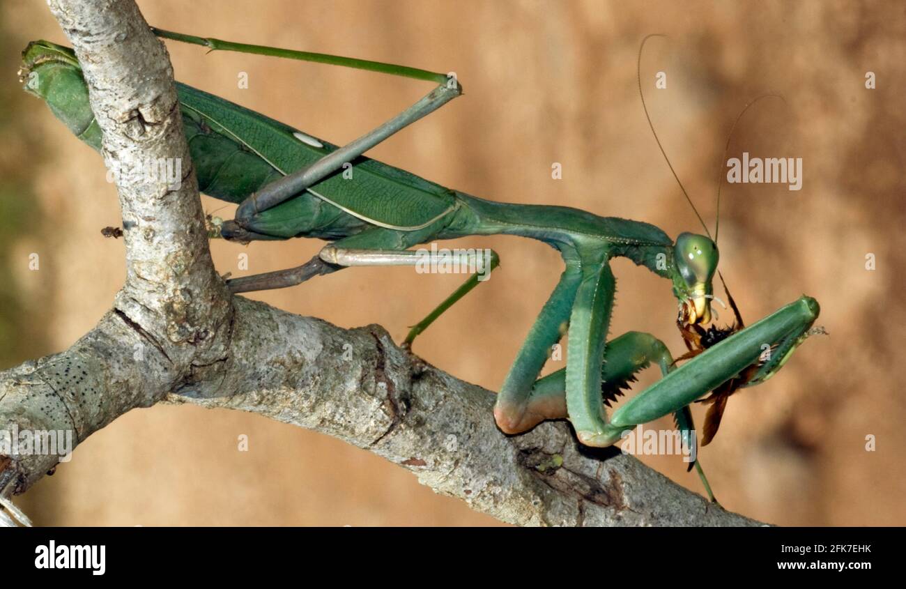 Vert Mantis (Sphodromantis viridis) dévorant un insecte chassé Banque D'Images