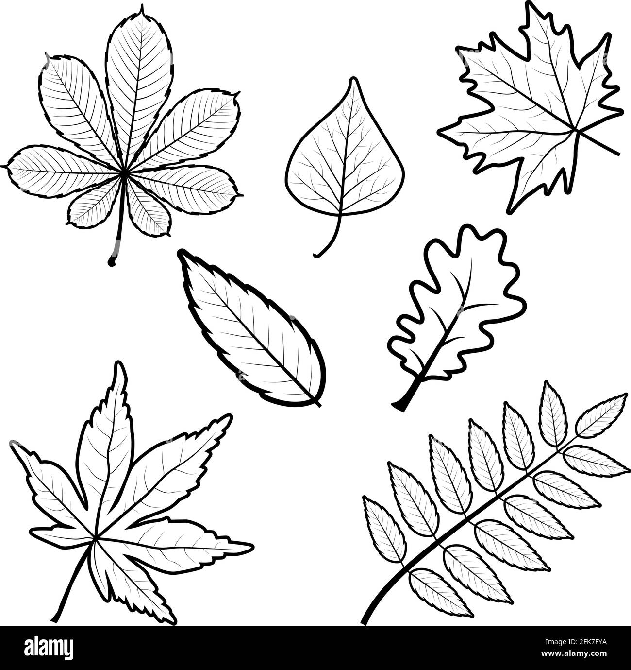 Ensemble de différentes feuilles de châtaignes noir-blanc en chêne d'érable à raisin de rowan. Inclut des lames de contour. Illustration de Vecteur