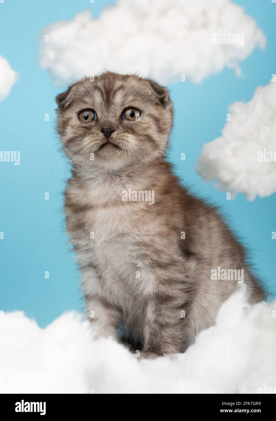 Portrait D Un Chaton Ecossais Gris Fonce A Rayures Avec De Gros Yeux Bruns Assis Sur Un Fond Bleu Parmi Les Nuages Blancs Animaux De Compagnie Animaux Et Chats Conc Photo Stock