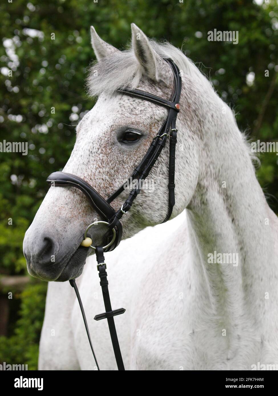 Une photo à la tête d'un cheval gris d'appâce dans une bride de chicane. Banque D'Images
