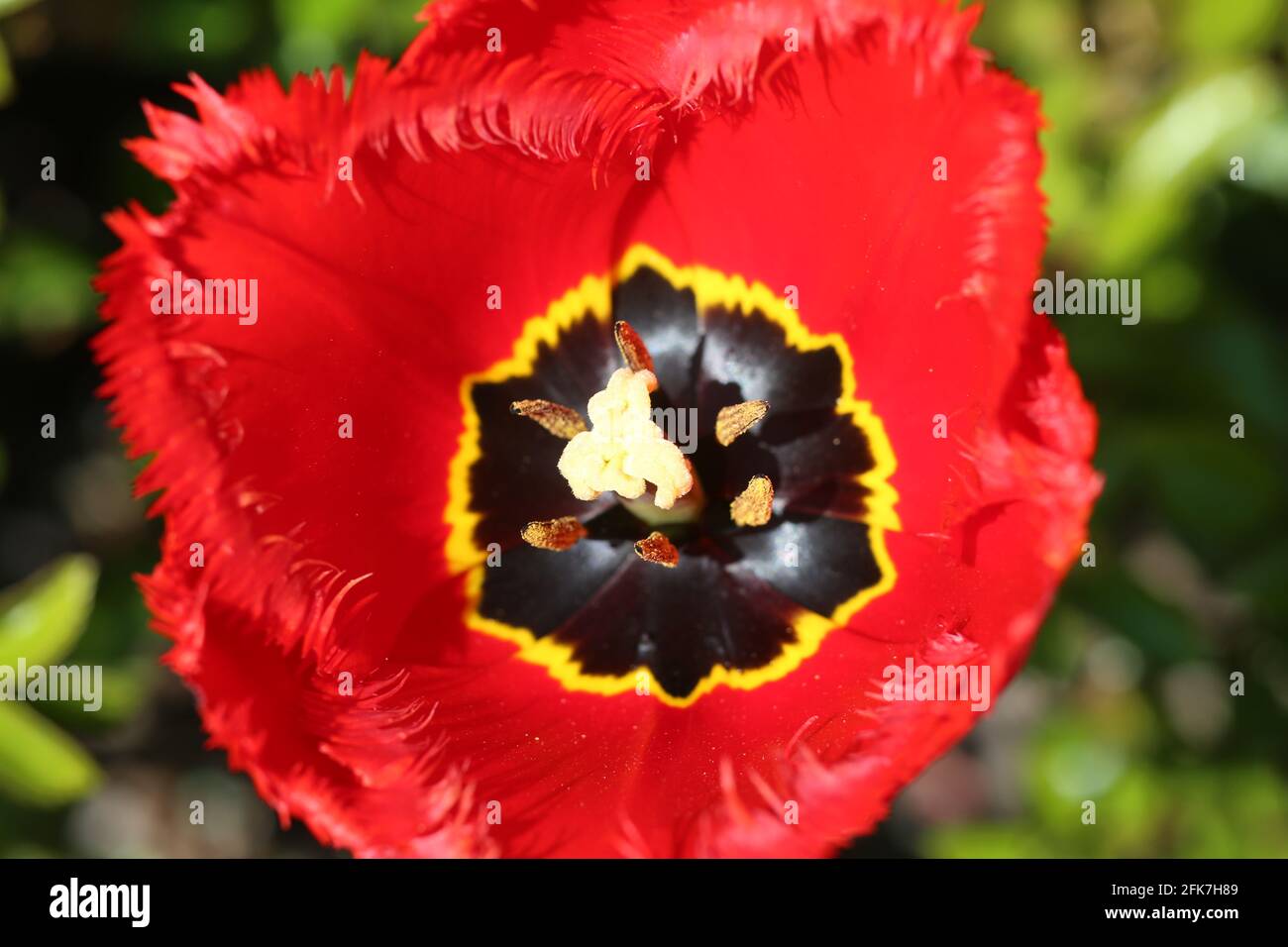 Ballenstedt, Allemagne. 28 avril 2021. Une tulipe à franges fleurit dans un parc paysager. Une caractéristique spéciale des tulipes à franges sont les franges fines sur le bord des pétales. Aujourd'hui, il existe plus de 4200 variétés de tulipes. Dès 1917, un système de classification des tulipes a été mis en place. Credit: Matthias Bein/dpa-Zentralbild/ZB/dpa/Alay Live News Banque D'Images