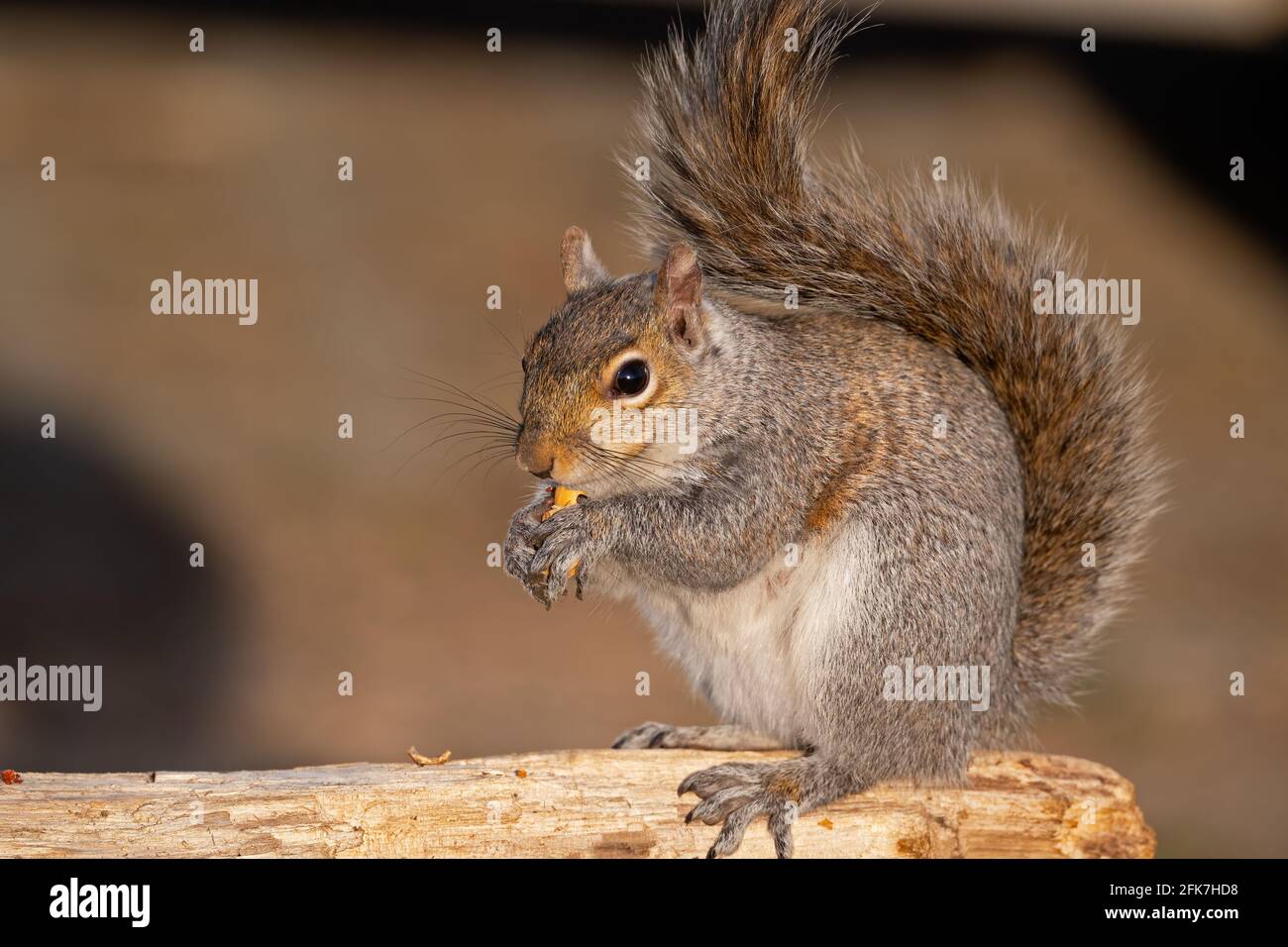 Écureuil gris de l'est Eating a Peanut Banque D'Images