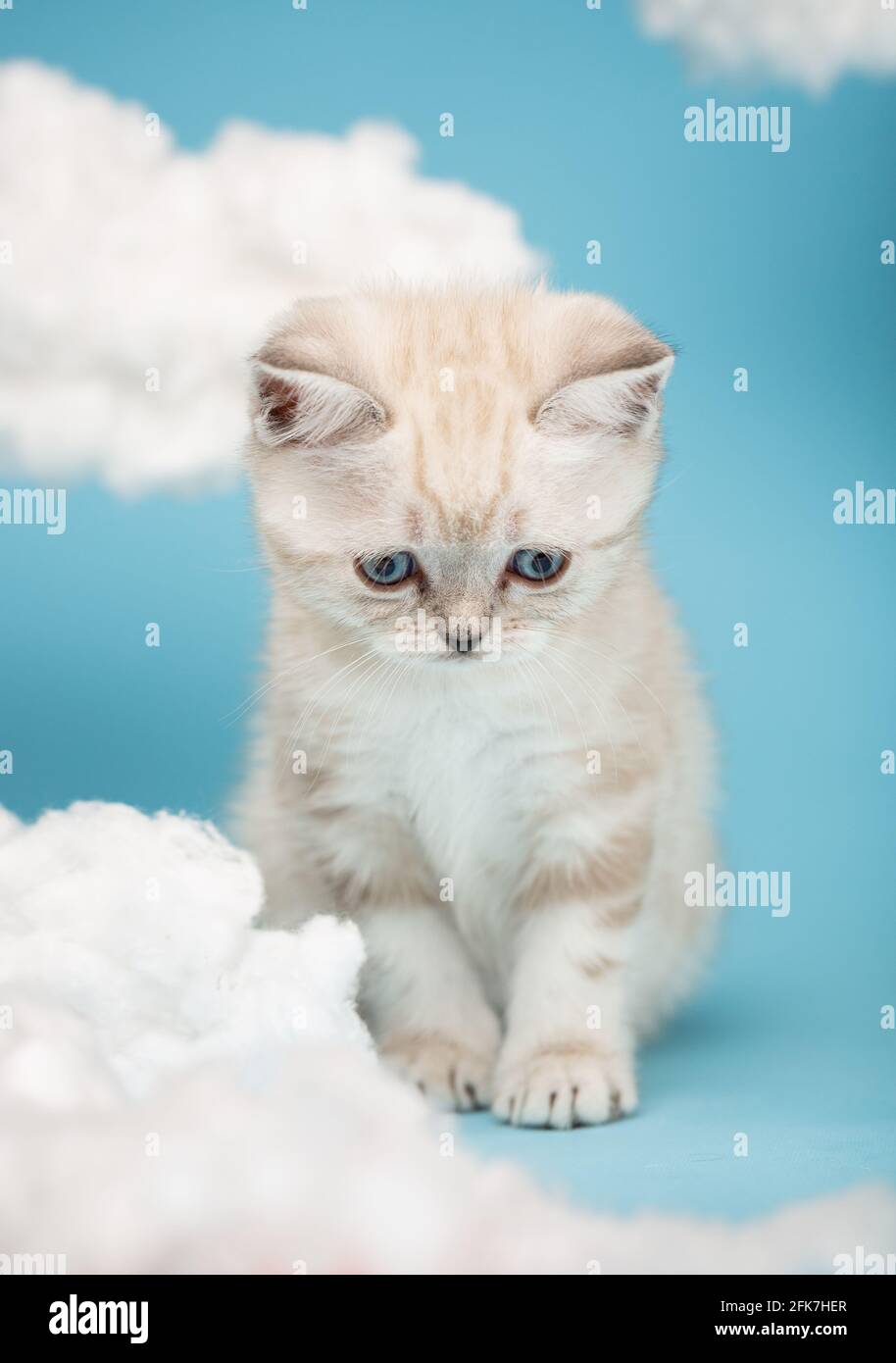 Le chaton écossais coloré au lait rayé avec des yeux bleus et une drôle d'expression faciale regarde vers le bas et ne comprend pas ce qui se passe. Le chat est assis sur un Banque D'Images