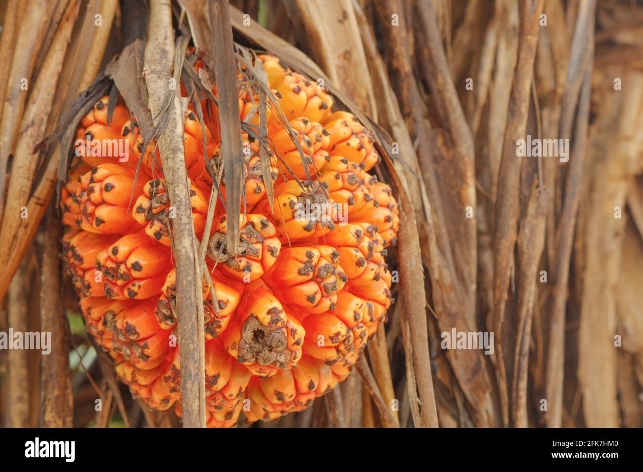 Le pandan tropical non comestible ou le pandanus qui pousse à partir de palmiers au Sri Lanka. Arbre de Pandan. Banque D'Images