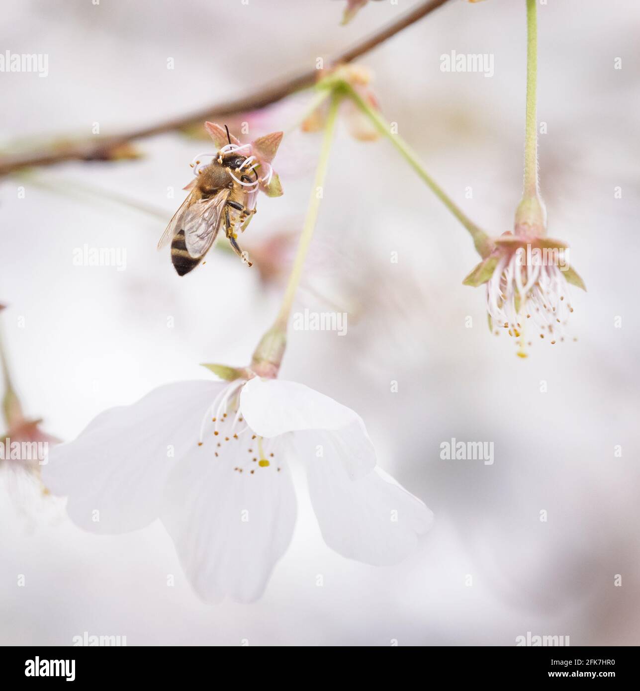 Abeille occidentale (API mellifera) - Comté de Hall, Géorgie. Abeille collectant le nectar d'une fleur de cerisier. Banque D'Images