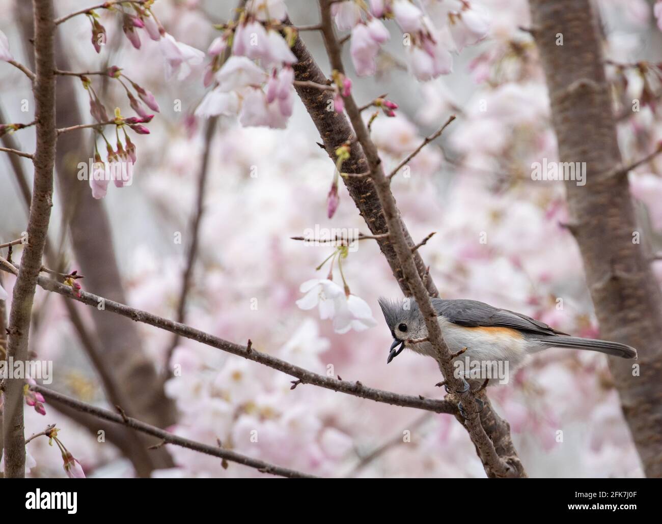 Titmose touffeté (Baeolophus bicolor) - Comté de Hall, Géorgie. Touffeté titmouse mangeant des graines tout en étant assis dans un cerisier. Banque D'Images