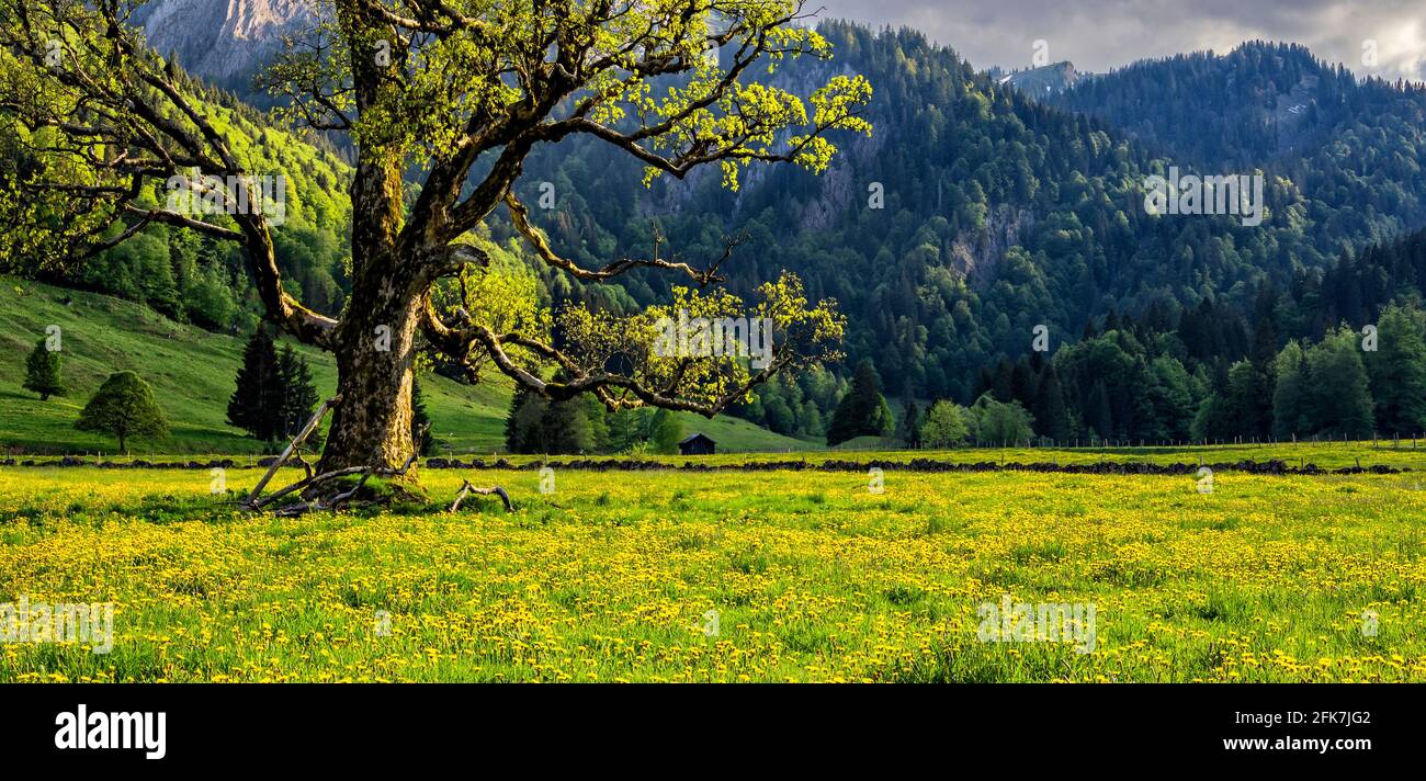 Ancien arbre et prairie à fleurs jaunes dans les Alpes d'Allgau. Bavière, Allemagne Banque D'Images