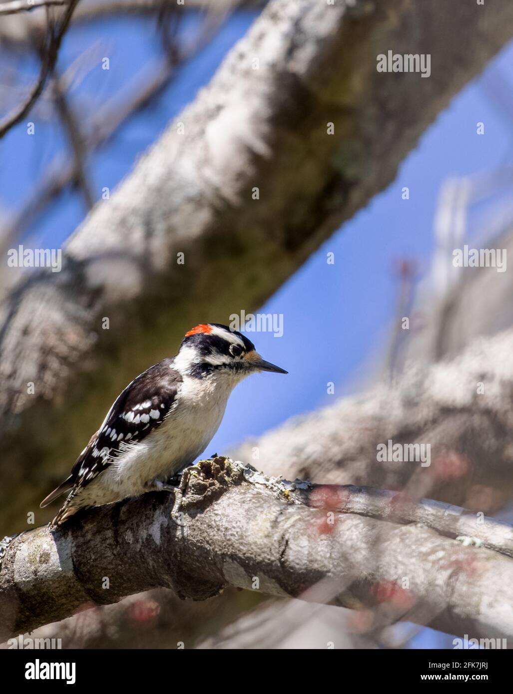Pic à bois (picoides pubescens) - Comté de Hall, Géorgie. Homme Downy woodpecker prenant une pause de la recherche quotidienne de nourriture. Banque D'Images