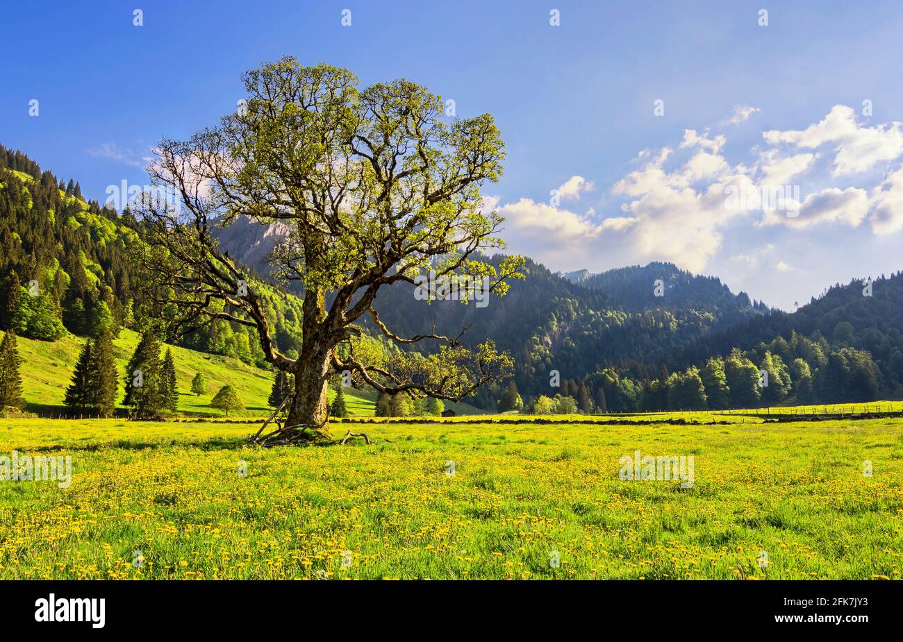 Vieux arbre avec pâturage et forêt à un jour ensoleillé au printemps. Allgäu Alpes, Bavière, Allemagne Banque D'Images