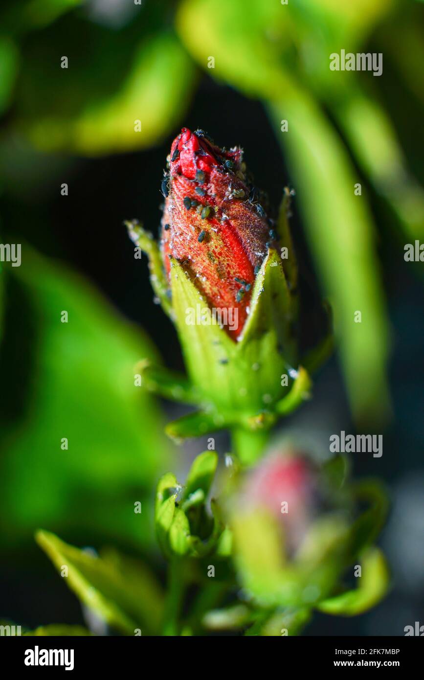 Pucerons sur une fleur d'hibiscus Photo Stock - Alamy