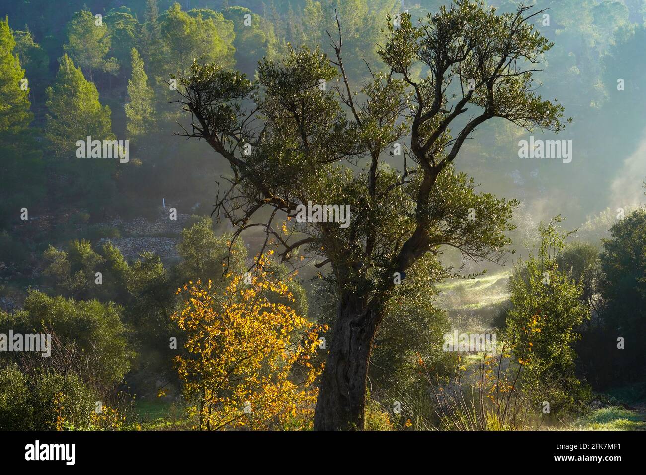 Le tronc d'un vieil olivier photographié à Sataf, Jérusalem, Israël Banque D'Images